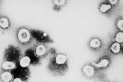 Появилась «вероятная» гипотеза происхождения коронавируса