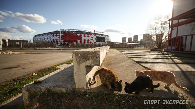 Коты, брошенные паровоз и танк: кто во время карантина остался жить на стадионах Москвы