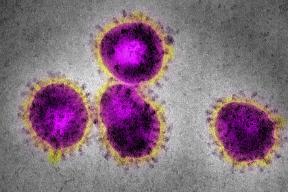 Опровергнут миф об источнике коронавирусов