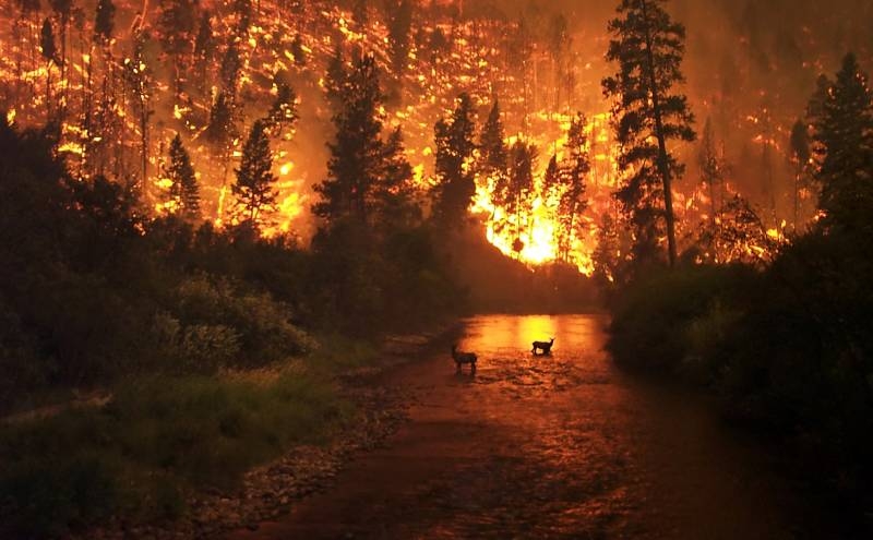 России предрекли небывалые лесные пожары этим летом