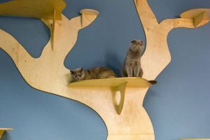 Отели для кошек: услуги и их преимущества