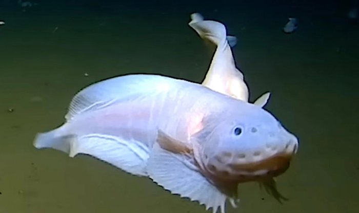 У берегов Японии обнаружили самую глубоководную рыбу в мире 