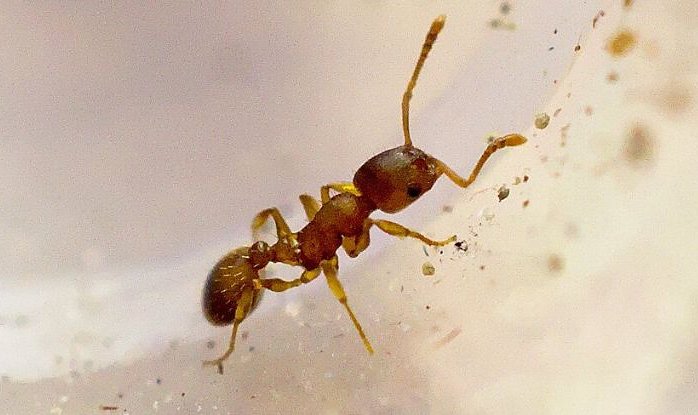 Уникальный паразит наделяет муравьев «королевскими привилегиями»