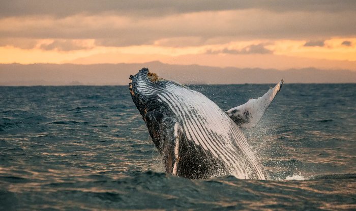 Горбатые киты научились использовать водоросли как мочалки для очистки кожи