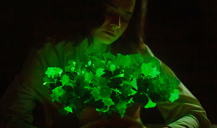 Компания Light Bio выпустила в свободную продажу светящиеся домашние растения
