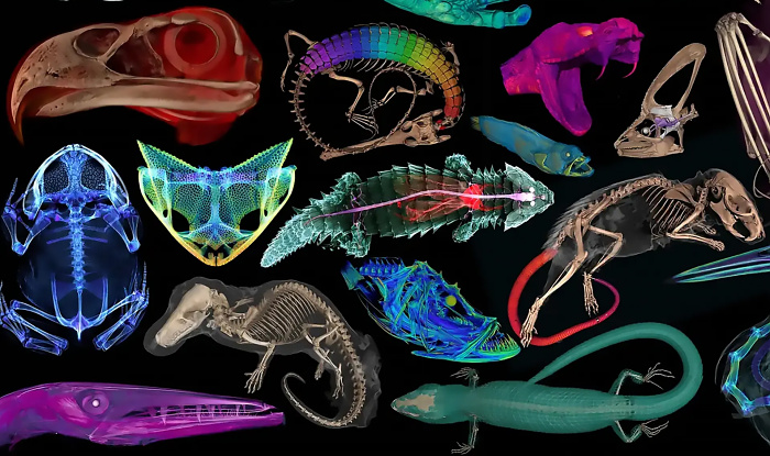 Уникальный 3D-музей oVert покажет 13 тысяч животных изнутри