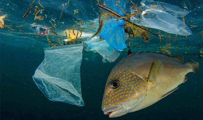 Томские биологи нашли способ извлечения пластика из рыбы