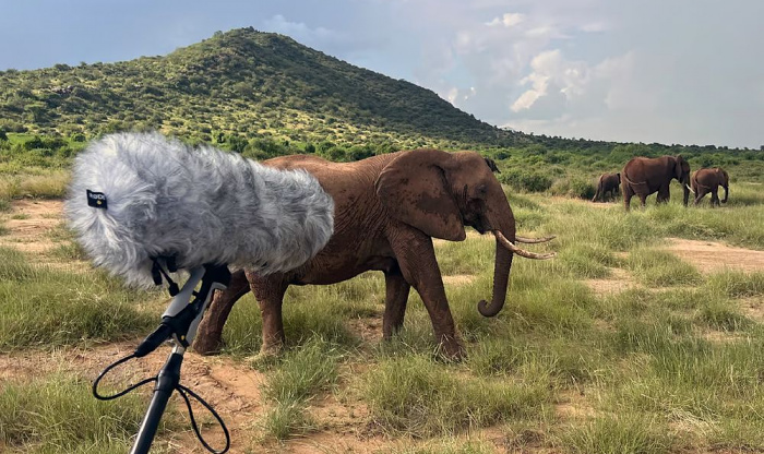 Слоны умеют общаться и давать друг другу имена