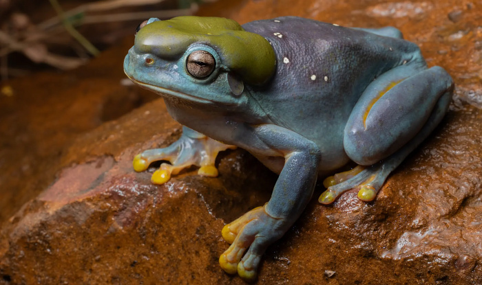 Австралийские ученые нашли единственную в своем роде голубую лягушку