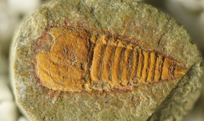 Эта окаменелость возрастом 500 млн лет — самый древний предок современных пауков
