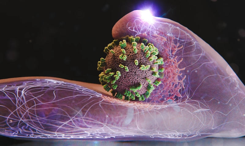 Новый микроскоп позволил ученым впервые увидеть, как вирус проникает в живую клетку