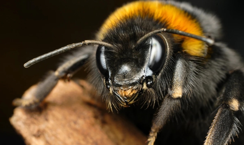Шмели умеют &laquo;заражать&raquo; друг друга оптимизмом