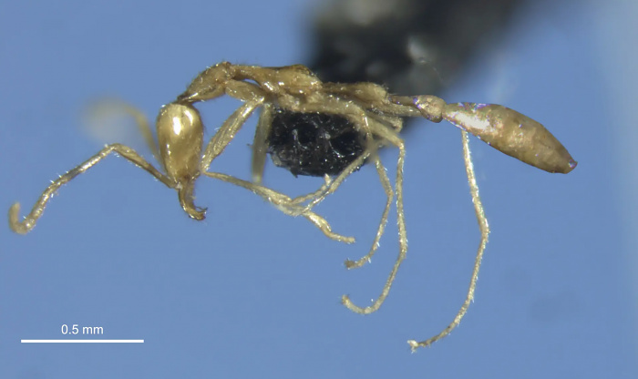 Новый вид жутковатых муравьев назвали в честь Волдеморта