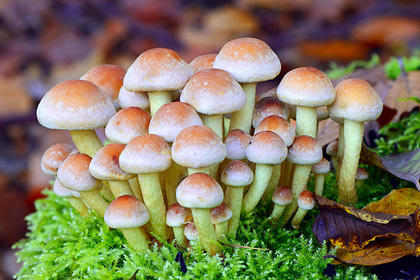Предсказано появление городов из гигантских живых грибов