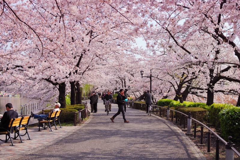 Сезон цветения сакуры в Японии начнется в марте 2020 года , Япония 