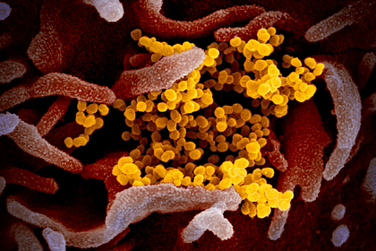 Создана атомная модель коронавируса
